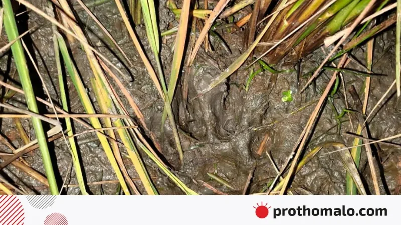 সোনাতলা গ্রামে বাঘের পায়ের ছাপ দেখা, বন বিভাগ ড্রোনে পর্যবেক্ষণ