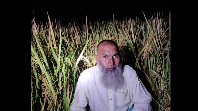গাইবান্ধা ডিবি অভিযান: শাখাহার ইউনিয়নের আ.লীগ নেতা মজনু সরকার ধানক্ষেতে আত্মগোপনে ধরা পড়েন