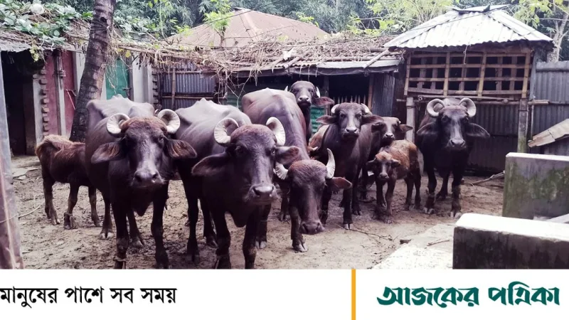 কুষ্টিয়ায় বাঁশ কাটাকে কেন্দ্রে যুবকের হাত বিচ্ছিন্ন, ১৩ মহিষ লুটের অভিযোগ